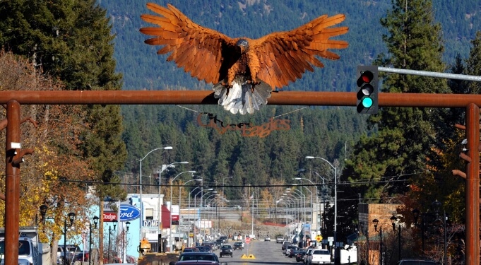 A hawk by a stoplight