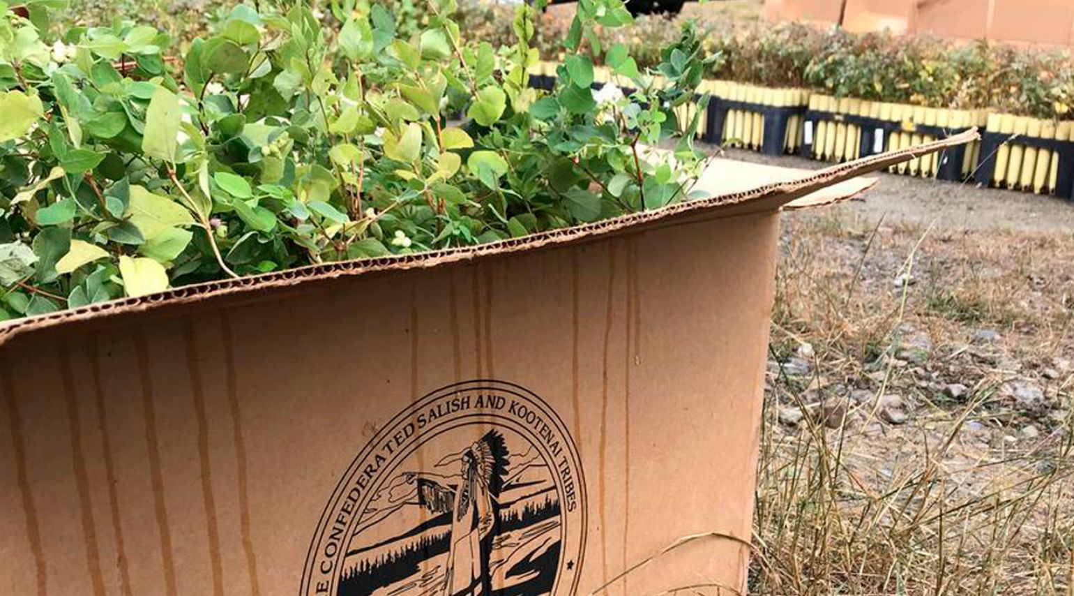 A graphic of a box of green plants.