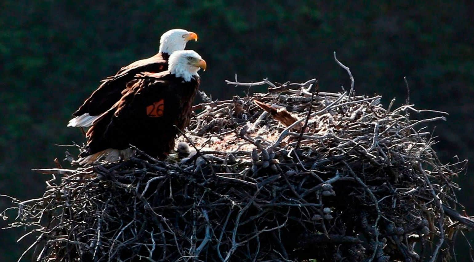 A graphic of two eagles.