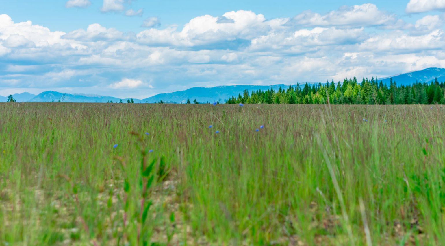 A graphic of grass.