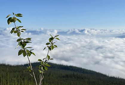 Closeup of plant out in the mountains with clouds all around