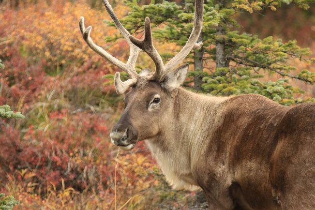 photo of caribou